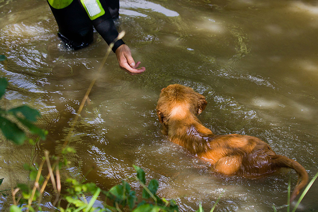 Edison schwimmt im Teich zum Leckerchen in der Hand von Friedas Herrchen