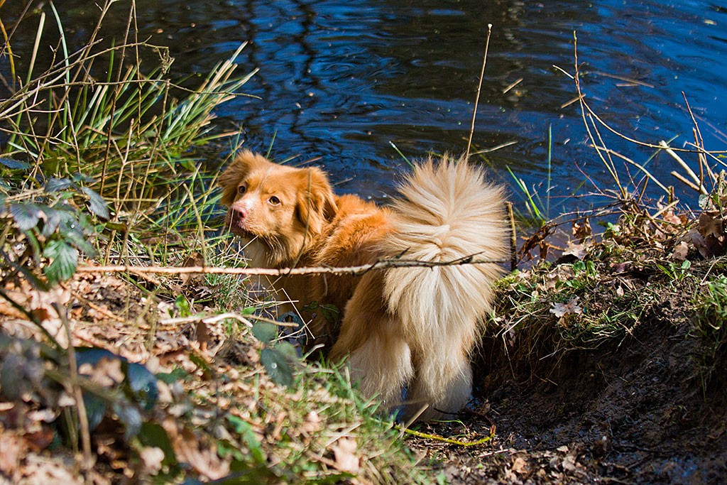 Frieda steht kurz vor einem Teich und fragt, ob sie hineinspringen darf