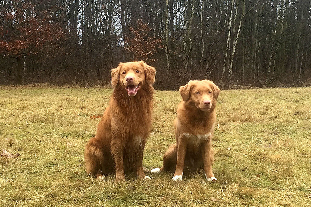 Edison und Dewey