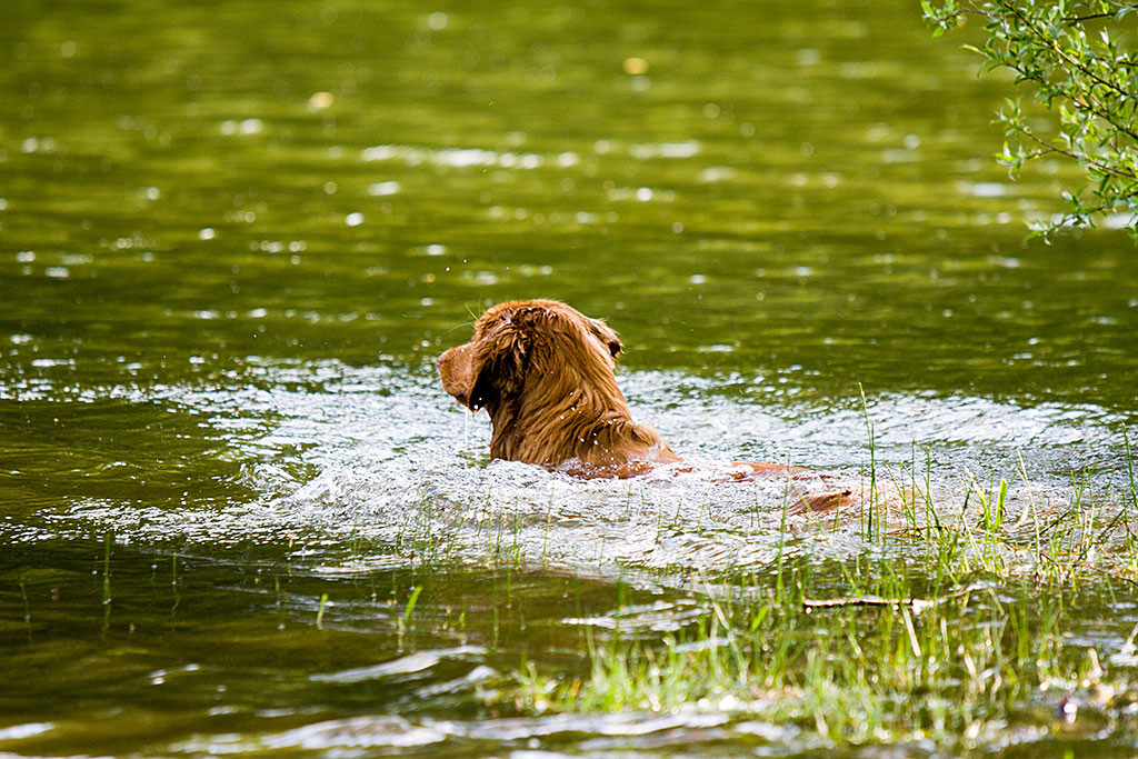 Edison schwimmt alleine im See