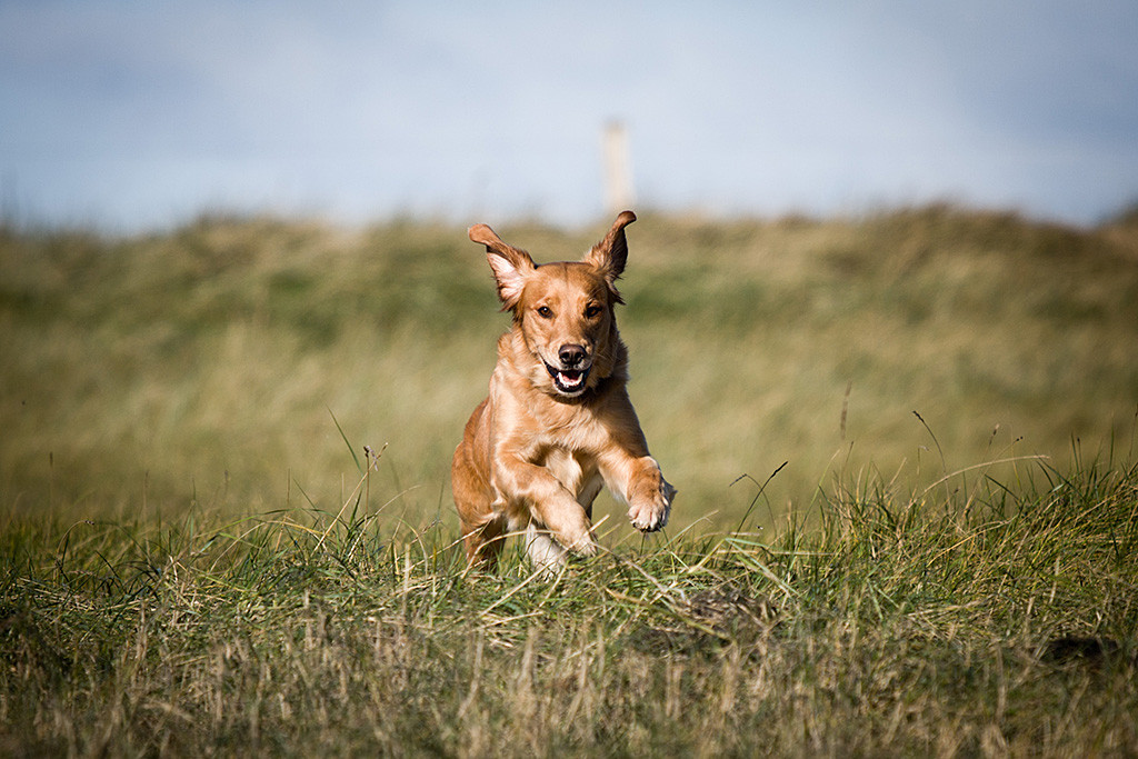 Golden Retriever Mia läuft durchs hohe Gras frontal auf die Kamera zu