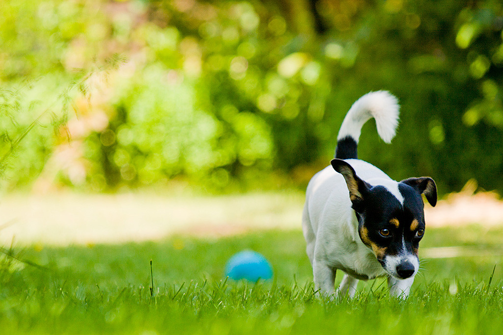 Oreo schnüffelt über den Rasen, im Hintergrund ist ein blauer Ball zu sehen