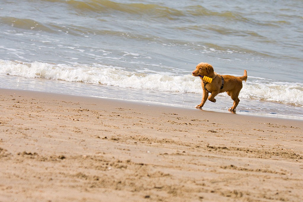 Edison läuft mit seinem Spielzeug am Strand entlang