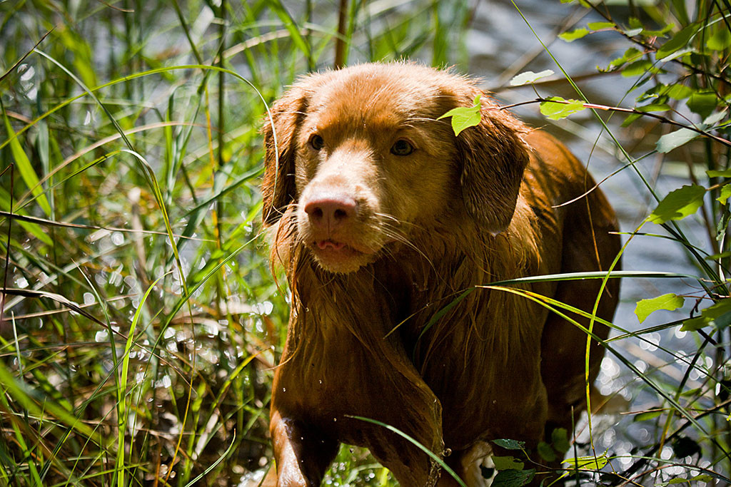 Edison steigt aus einem Teich mit hohem Gras am Ufer