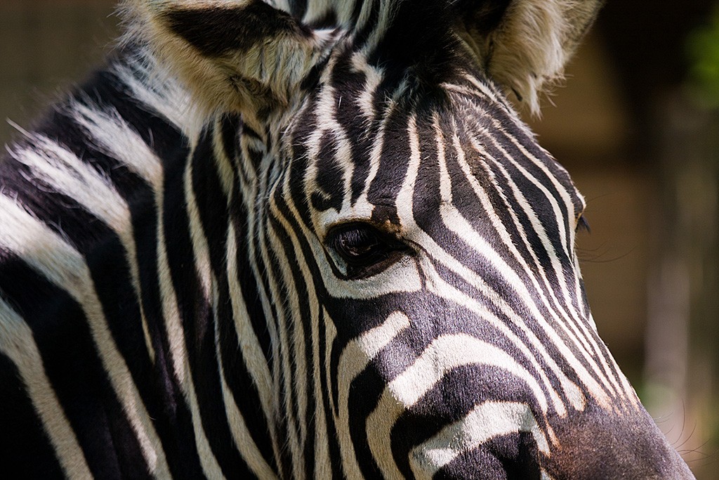 Nahaufnahme eines Zebrakopfes