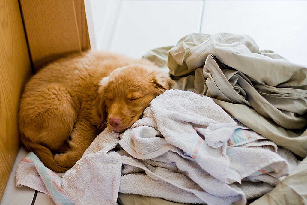 Edison schläft auf einem Wäscheberg