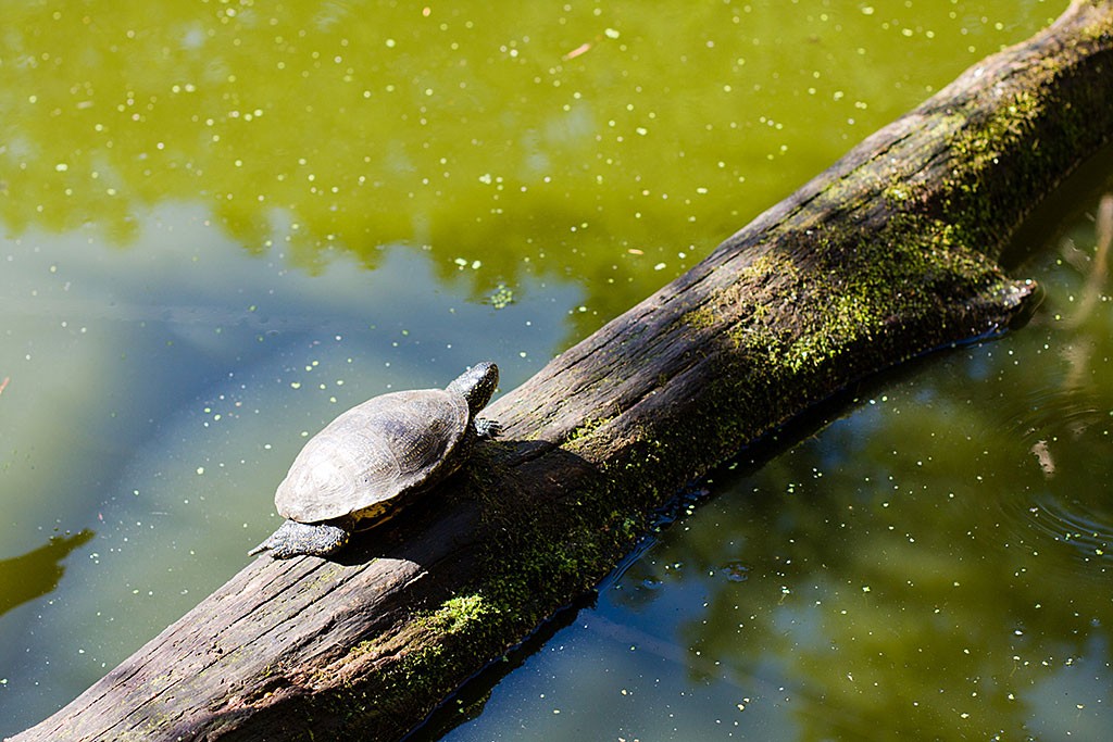 eine Europäische Sumpfschildkröte auf einem Ast im Wasser