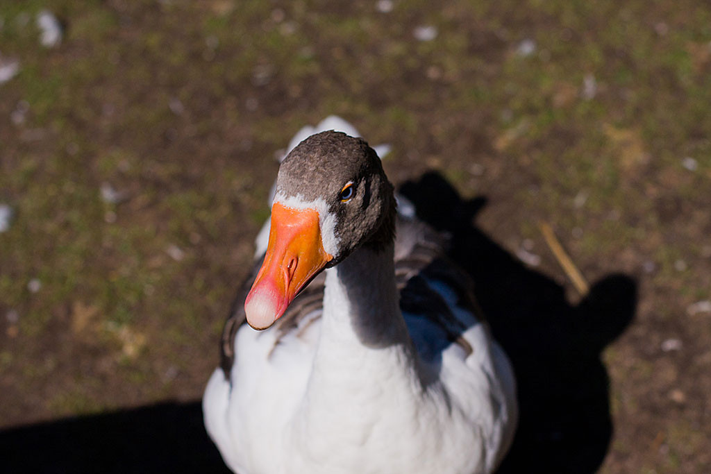 eine Gans