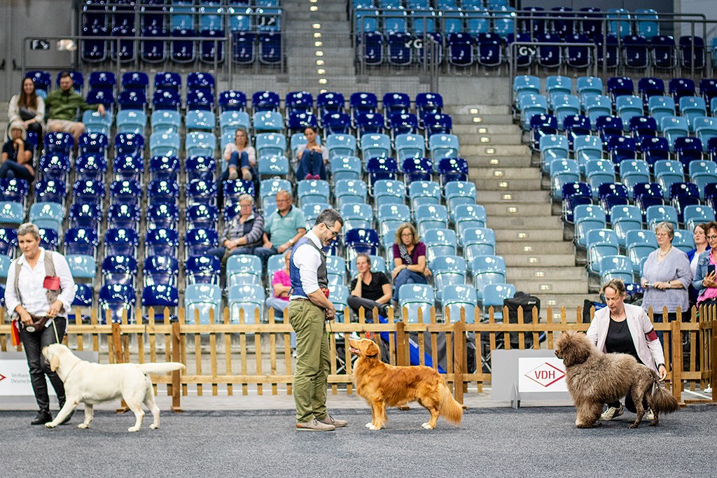 Newton steht zwischen Labrador Reteriever und Portugisischem Wasserhund