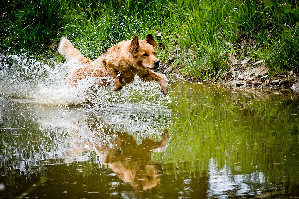 Golden Retriever Mira sprintet durchs Wasser