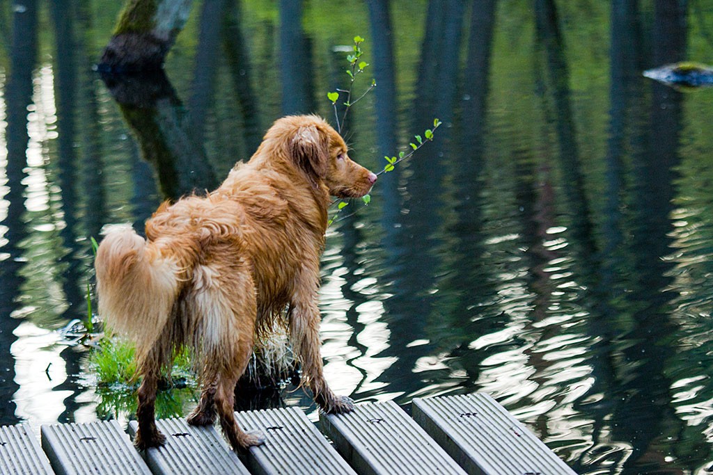 Etu steht auf einem Steg und schaut dabei aufs Wasser