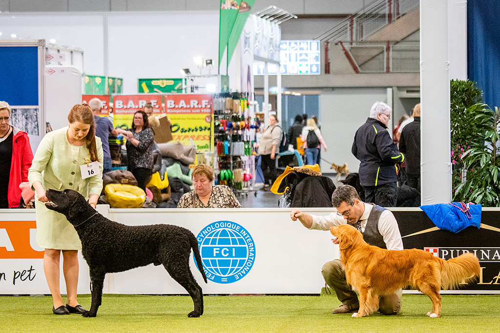 Newton steht neben Curly Coated Retriever Samu im Ehrenring